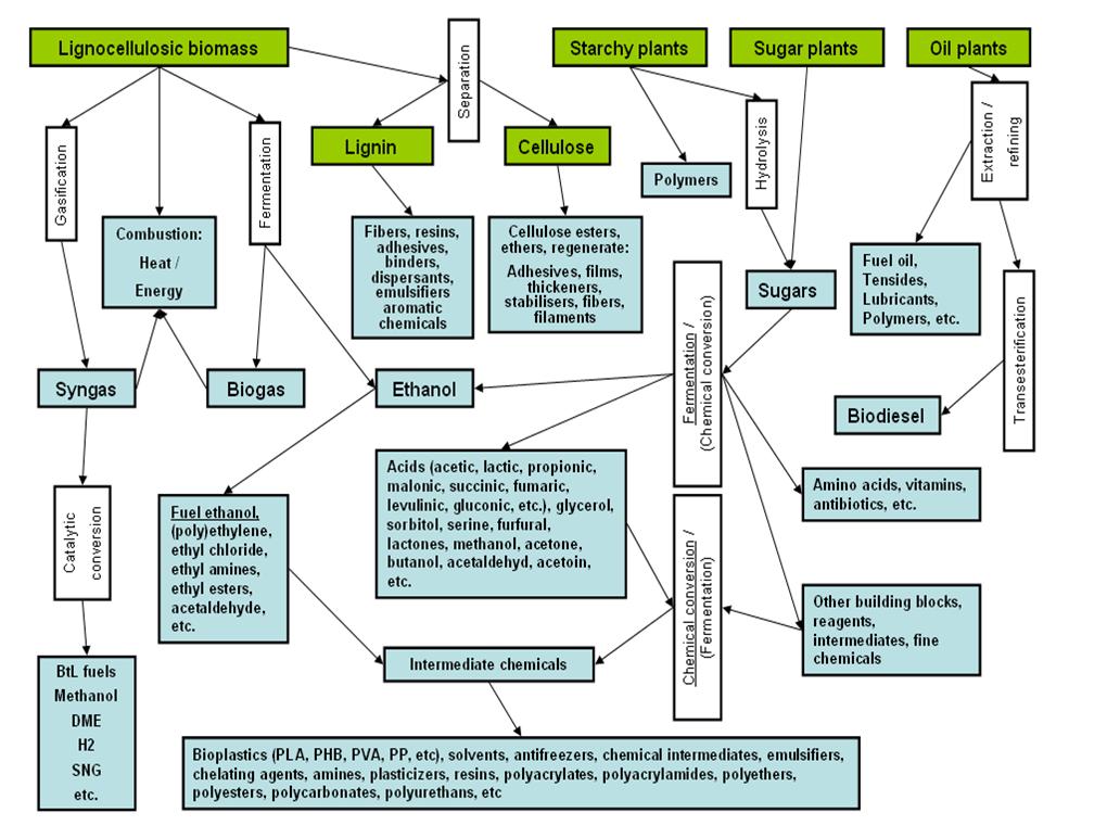 Biomass Conversion Paths